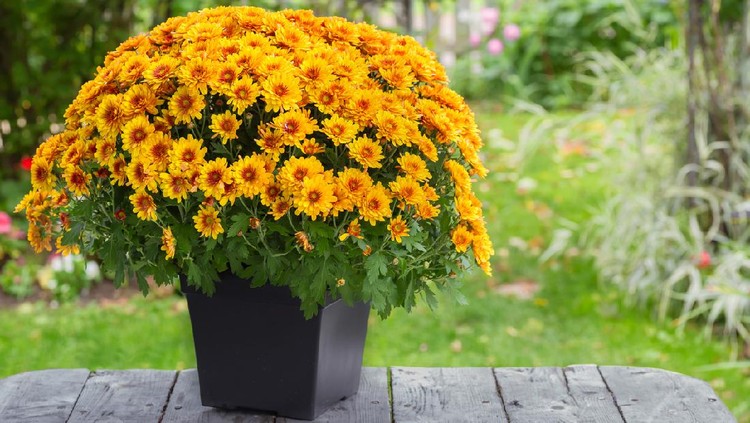 A fall potted chrysanthemum in a back yard garden.