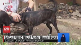 VIDEO: Evakuasi Anjing Terlilit Rantai Selama 8 Bulan
