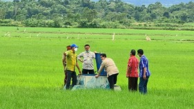 Ditemukan Banyak Data Palsu, DPR Bakal Bentuk Pansus untuk Food Estate
