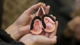 FOTO: Dobrak Tabu Seksualitas Lewat Museum Vagina di London Museum Vagina di London dibuka pada 2019 untuk mendobrak tabu tentang seksualitas terutama di kalangan perempuan.
