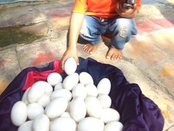 Kata BKSDA soal Puluhan Butir yang Diduga Telur Buaya Dekat Bengawan Solo