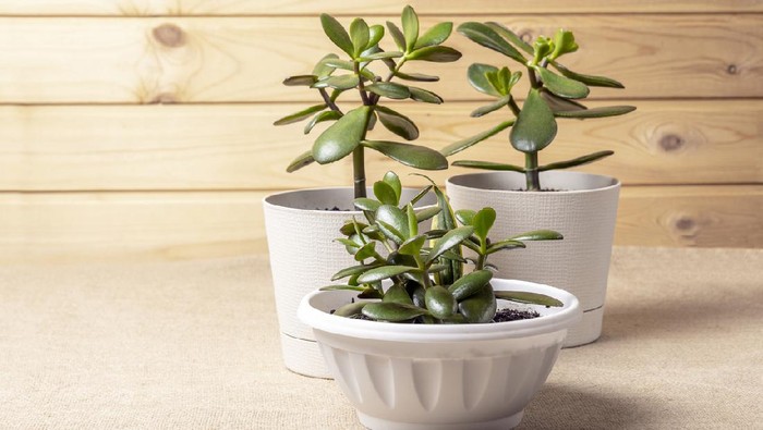Succulent houseplant Crassula ovata in a pot on rustic background