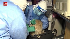 VIDEO: Korsel Mulai Tes Covid-19 Untuk Anjing