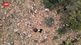 VIDEO: Diduga Makan Daging Beracun, 35 Burung Kondor Mati