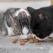 5 Tips Street Feeding Buat Kamu si Pecinta Kucing