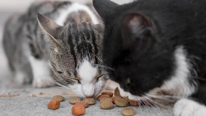 5 Tips Street Feeding Buat Kamu si Pecinta Kucing