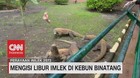 VIDEO: Mengisi Libur Imlek di Kebun Binatang