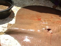 Geger 3 Penangkapan Pari Sungai Raksasa Dilindungi Dicincang di Sumsel