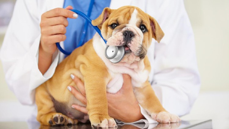 Cropped shot of a vet trying to listen to a bulldog puppy's heartbeat