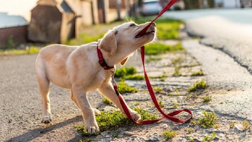 CARA MERAWAT CEDERA AKIBAT DIGIGIT ANJING