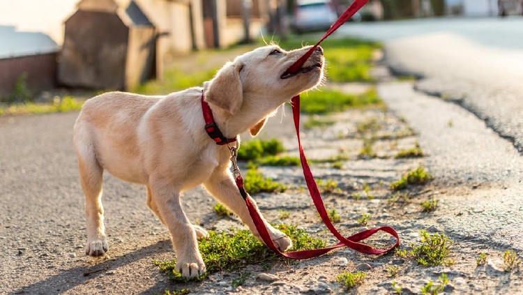 Small puppy white golden Labrador dog playing outdoors.