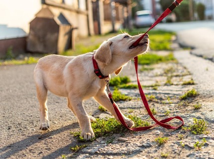 Miris Bocah Medan Tewas Digigit Anjing, Pemilik Malah Amuk Keluarga Korban