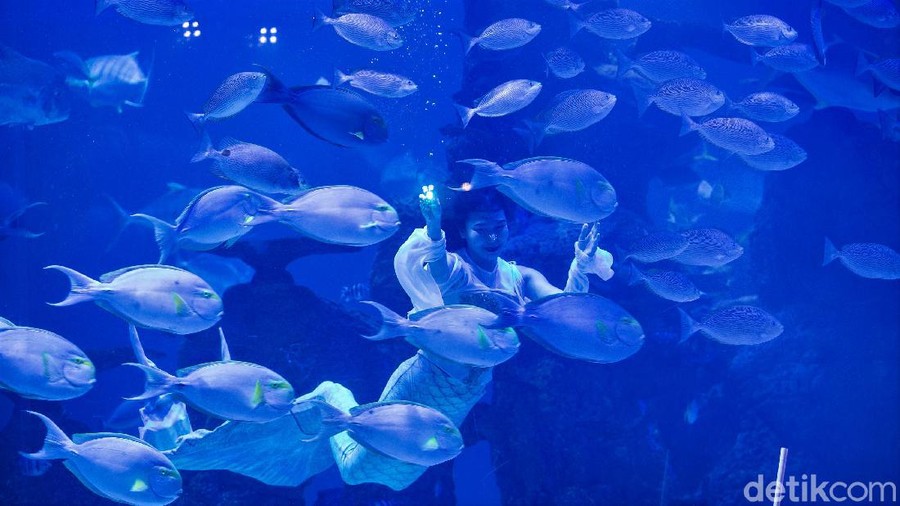 Beragam kegiatan digelar untuk meriahkan perayaan Tahun Baru Imlek. Salah satunya adalah atraksi liong dan putri duyung bawah air di Jakarta Aquarium & Safari.