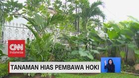 VIDEO: Tanaman Hias Pembawa Hoki
