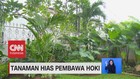 VIDEO: Tanaman Hias Pembawa Hoki