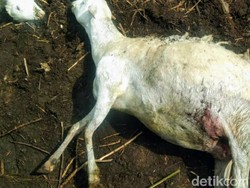 Kesaksian Warga Bondowoso soal Serangan hingga Puluhan Kambing Mati Misterius