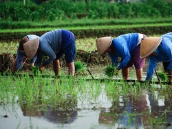 Guru Besar IPB Sebut Kementan Punya Cara Cerdas Genjot Nilai Tukar Petani