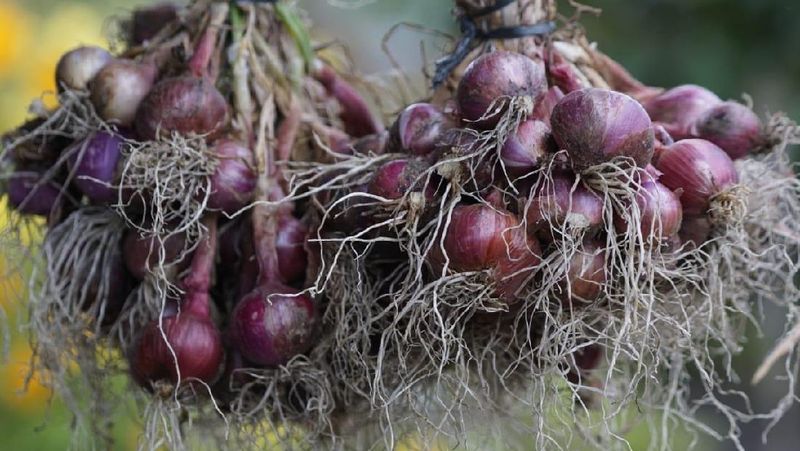 Food Estate berbasis hortikultura yang berada di Desa Ria-Ria, Pollung, Humbang Hasundutan, Sumatera Utama