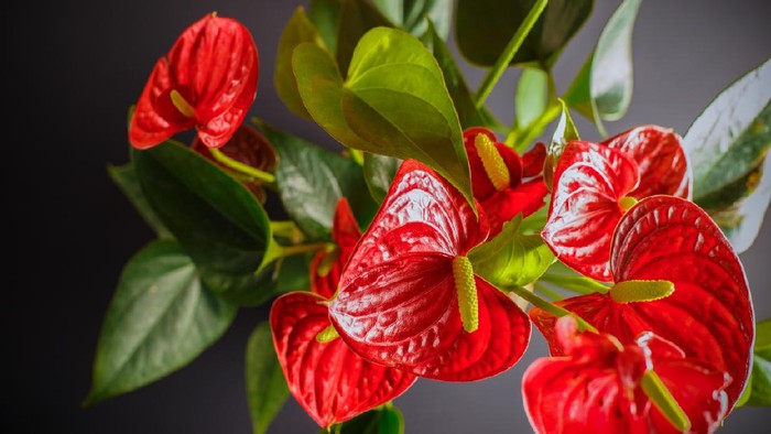 Ilustrasi anthurium