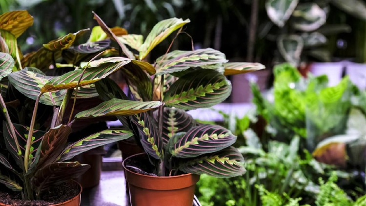 Maranta leuconeura Fascinator plant in ceramic planter. Sale in the store. Selective focus