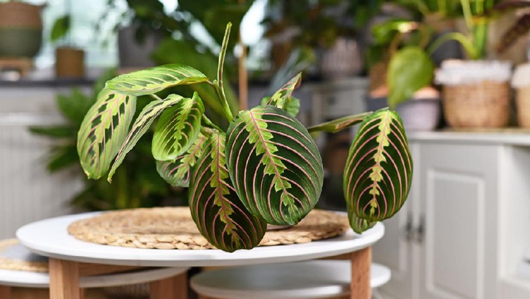 Tropical 'Maranta Leuconeura Fascinator' houseplant, also called Prayer Plant,  with leaves with exotic red stripe pattern on small coffee table in living room