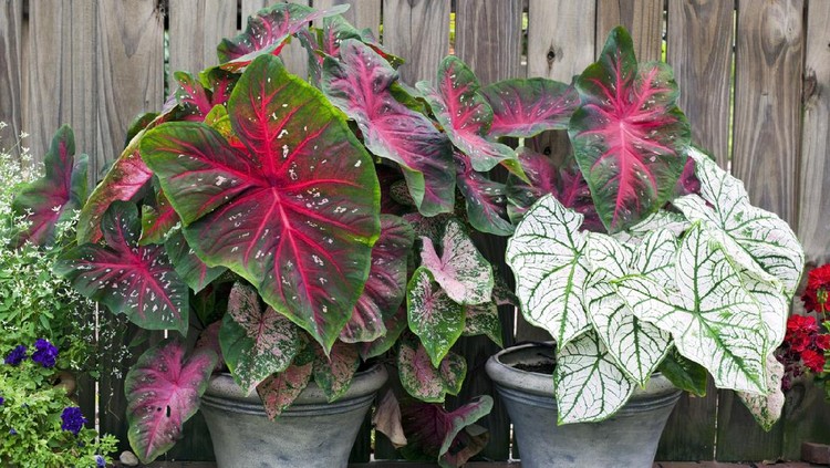 Tanaman Hias Keladi Caladium planters-red and white. Horizontal.