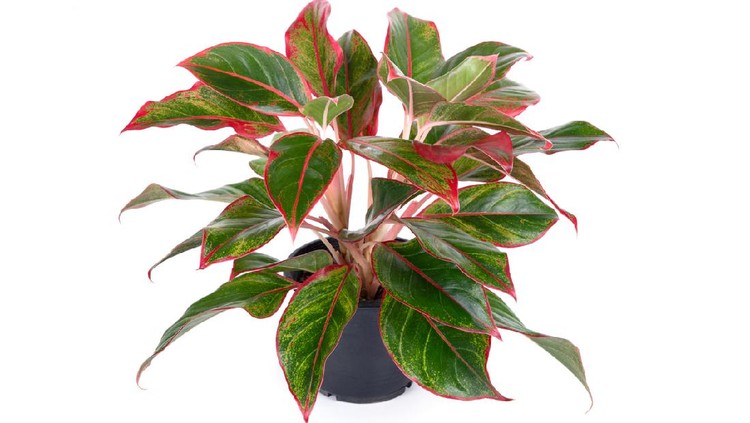 Ilustrasi aglaonema