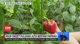 VIDEO: Raup Omzet Puluhan Juta Bertani Paprika