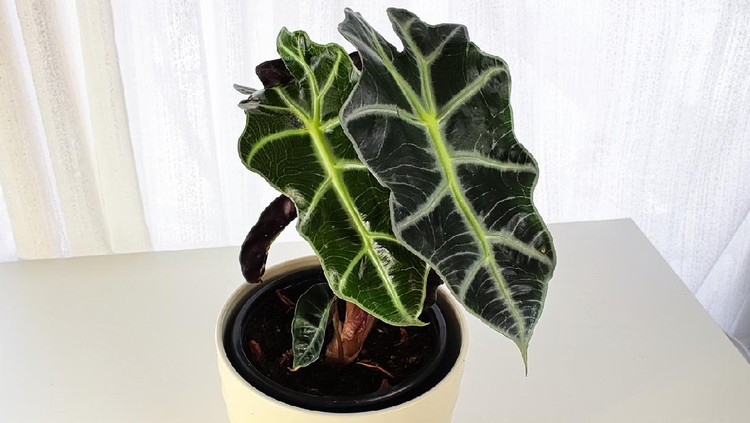 An elephant ear houseplant in a white pot.
