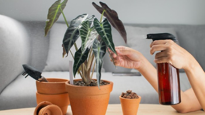 A woman is spraying Liquid fertilizer for the foliar feeding on the alocasia sanderiana bull or alocasia bambino in a clay pot and accessories on the table