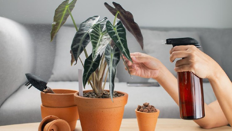 A woman is spraying Liquid fertilizer for the foliar feeding on the alocasia sanderiana bull or alocasia bambino in a clay pot and accessories on the table