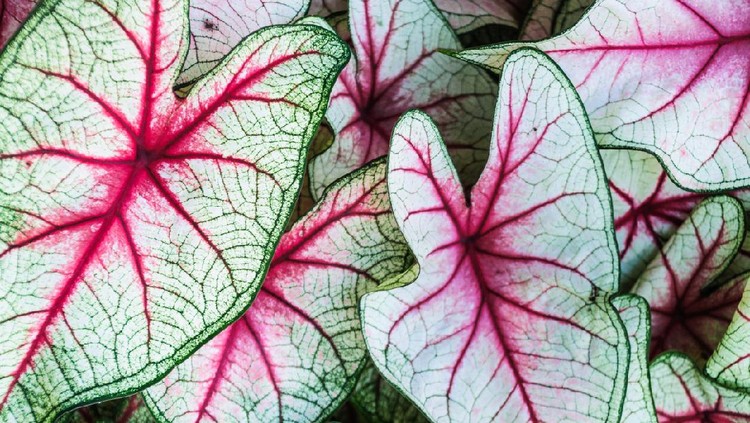 Close up of a grouping of Caladium  leaves