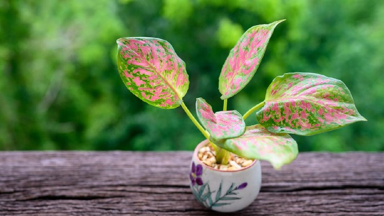 Caladium bicolor is the Queen of the Leafy Plants in pot on wooden table