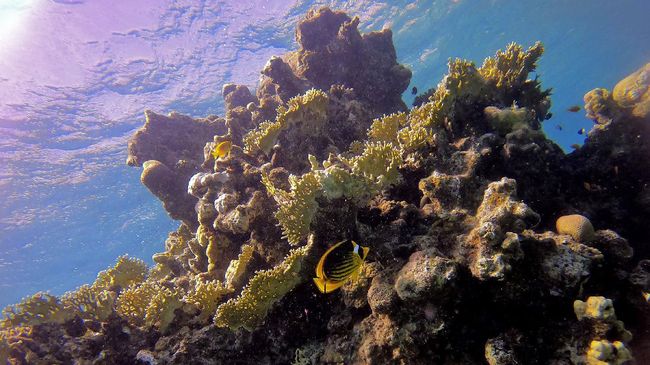 Eksistensi terumbu karang di Laut Merah sedang terancam dengan rencana pengoperasian pipa minyak antara Uni Emirat Arab dan Israel.