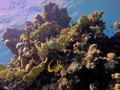 Gara-gara Minyak, Terumbu Karang Laut Merah Terancam Ompong