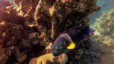 FOTO: Laut Merah yang Kian Sepi Penghuni Kemungkinan kebocoran dan tumpahan minyak di pelabuhan Eilat, Israel, membuat terumbu karang di Laut Merah terancam punah.