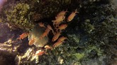 FOTO: Laut Merah yang Kian Sepi Penghuni Kemungkinan kebocoran dan tumpahan minyak di pelabuhan Eilat, Israel, membuat terumbu karang di Laut Merah terancam punah.