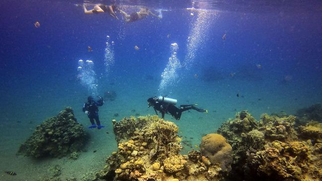 TNI AL menyita ratusan karung berisi terumbu karang merah yang terancam punah dan akan diselundupkan lewat kapal nelayan.