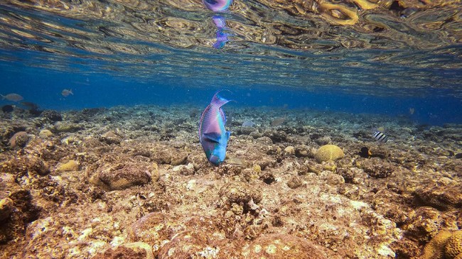 FOTO: Laut Merah yang Kian Sepi Penghuni