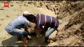 VIDEO: Aksi Heroik Penyelamatan Bayi Gajah Di Aceh