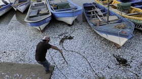 FOTO: Ribuan Ikan Sarden Mati Kekurangan Oksigen di Chile