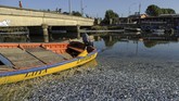 FOTO: Ribuan Ikan Sarden Mati Kekurangan Oksigen di Chile Masyarakat di Provinsi Arauco, Chile dikagetkan dengan ribuan ikan sarden mati. Fenomena ini ditemukan warga pada 15 Februari, pukul 11.00 pagi waktu setempat.