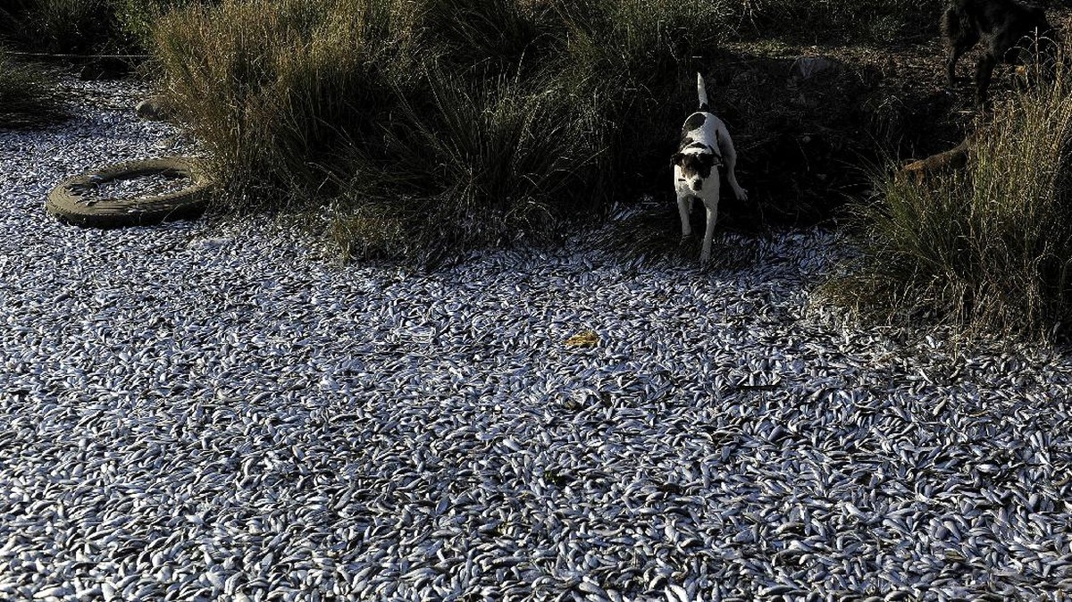 FOTO: Ribuan Ikan Sarden Mati Kekurangan Oksigen di Chile