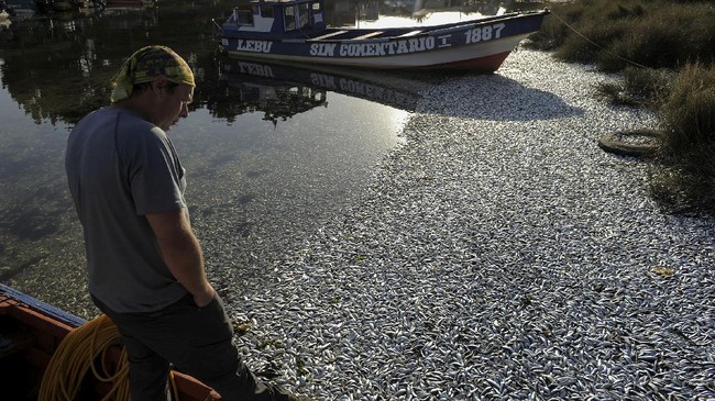 FOTO: Ribuan Ikan Sarden Mati Kekurangan Oksigen di Chile