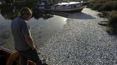 FOTO: Ribuan Ikan Sarden Mati Kekurangan Oksigen di Chile Masyarakat di Provinsi Arauco, Chile dikagetkan dengan ribuan ikan sarden mati. Fenomena ini ditemukan warga pada 15 Februari, pukul 11.00 pagi waktu setempat.