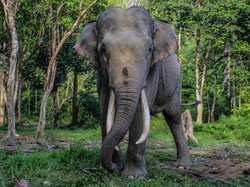 Berpose Telanjang di Punggung Gajah di Bali, Selebgram Rusia Dikecam