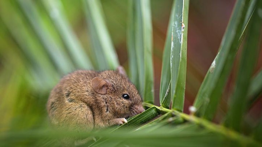 Terdampar di pulau tanpa penghuni Terdampar di Pulau Tanpa Penghuni, 3 Orang Bertahan Hidup dengan Makan Tikus dan Kelapa