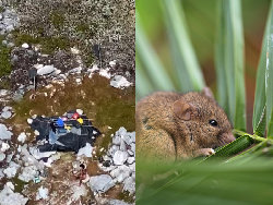Terdampar di Pulau Tanpa Penghuni, 3 Orang Bertahan Hidup dengan Makan Tikus dan Kelapa