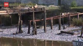 VIDEO: Ribuan Sarden Mati Kekurangan Oksigen di Chile