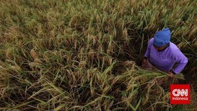 Anggota DPR Sebut Pertanian Jadi Penopang Ekonomi Nasional